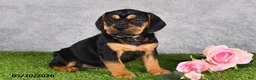 Beabull dogs for sale: Trixie - Ad 4