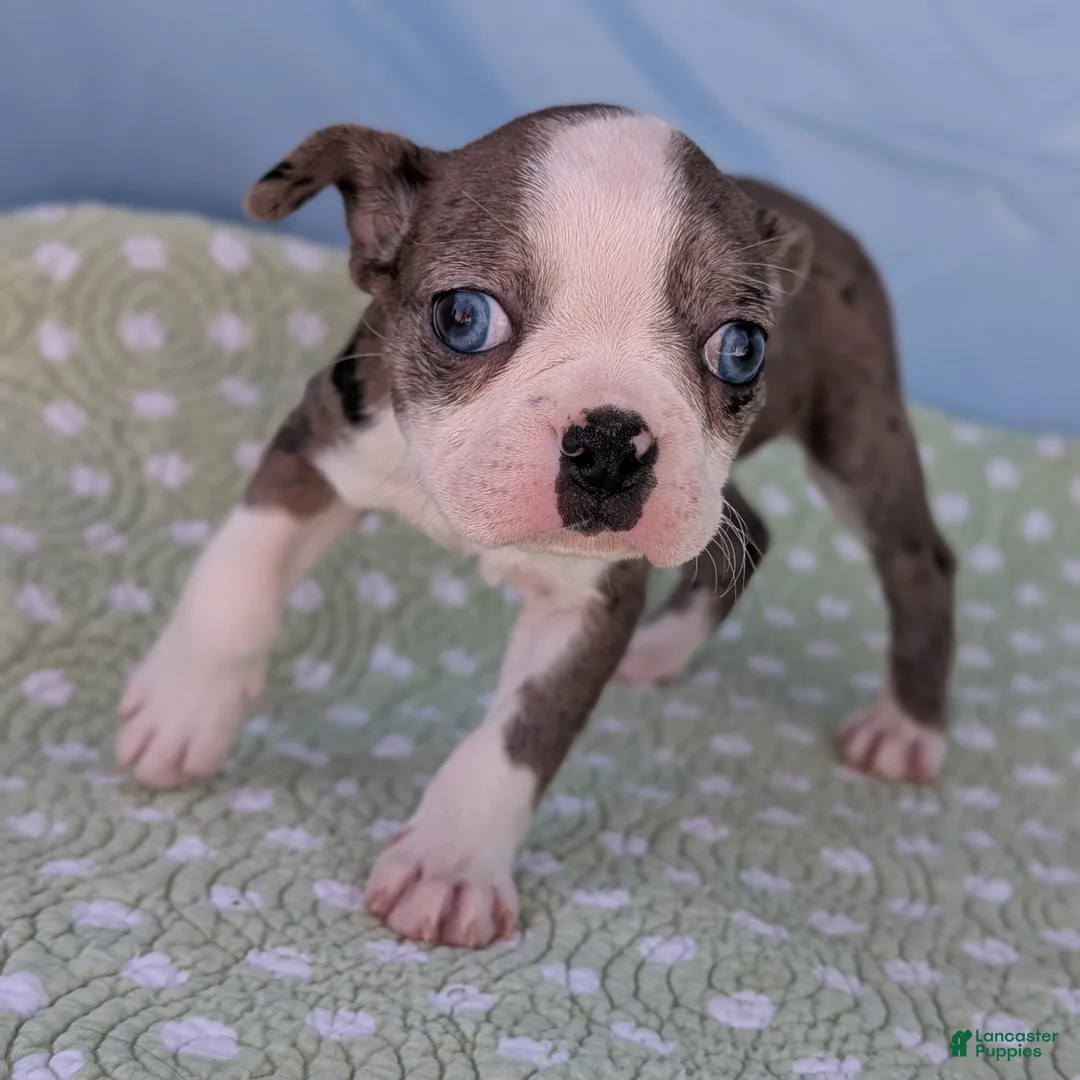 Boston Terrier dogs for sale: Mrs. Kringle - Ad 9