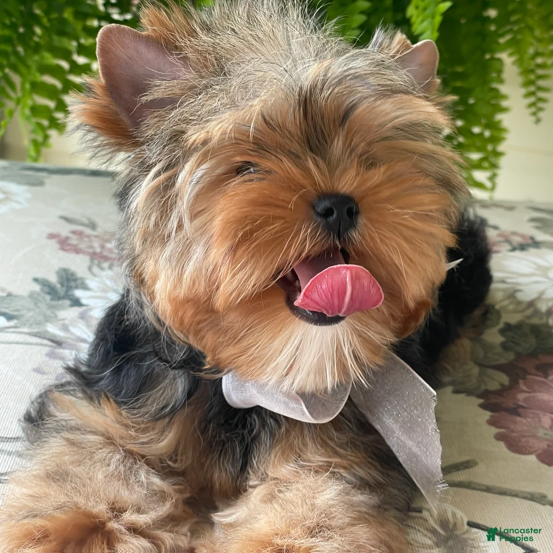 Biewer Terrier dogs for sale: Izzy - Ad 1