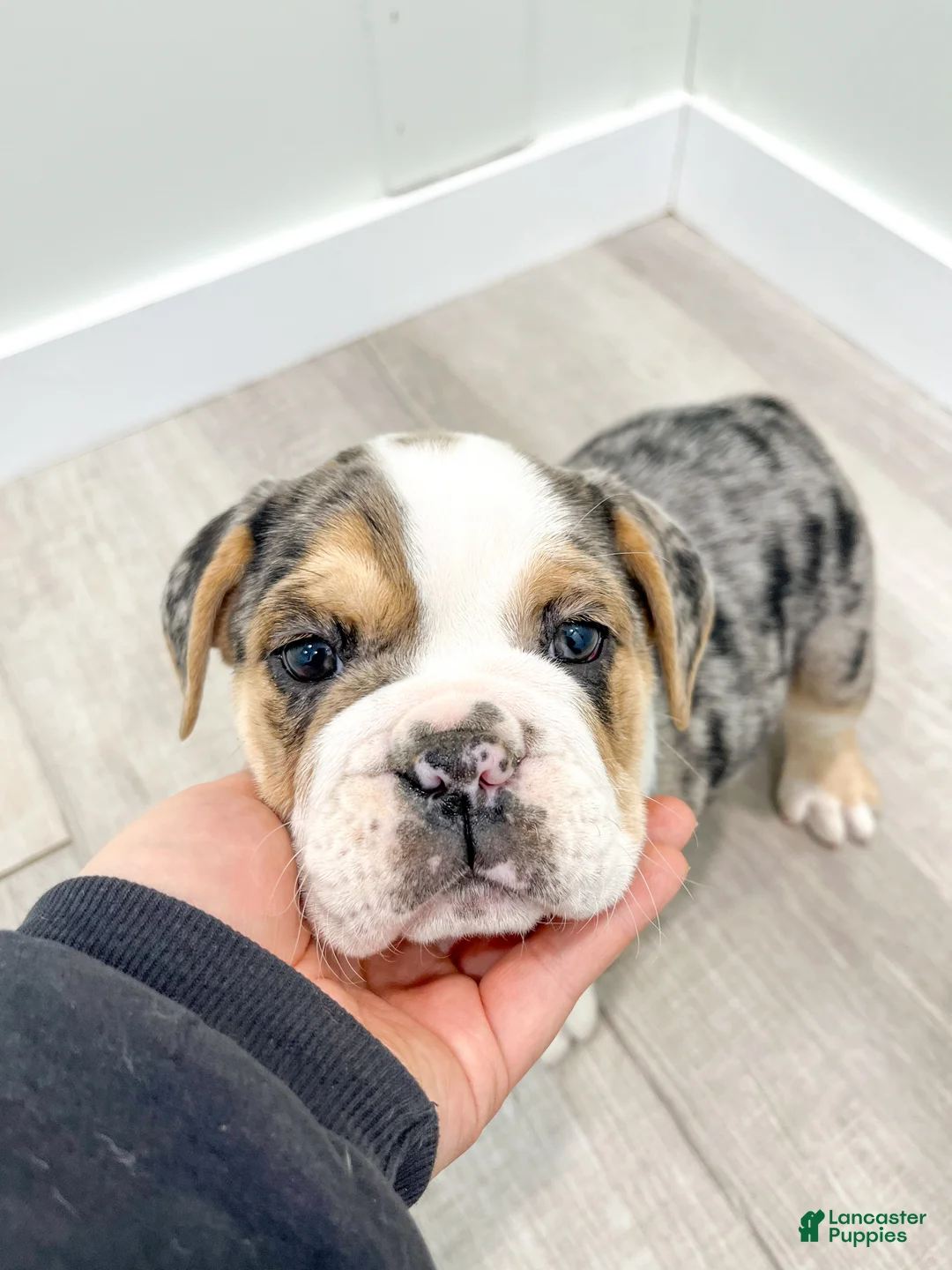 Beabull dogs for sale: Poppy - Ad 7