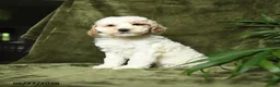 Miniature Poodle dogs for sale: Bubbles - Ad 1