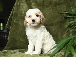 Miniature Poodle dogs for sale: Bubbles - Ad 4