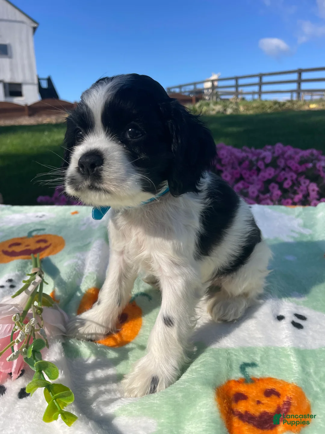 Cocker Spaniel dogs for sale: Reggie - Ad 4