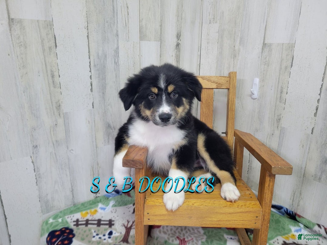 Miniature Australian Shepherd dogs for sale: Spiderman - Ad 2
