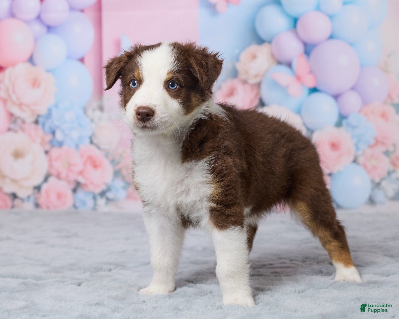 Australian Shepherd dogs Zoey - Ad 2