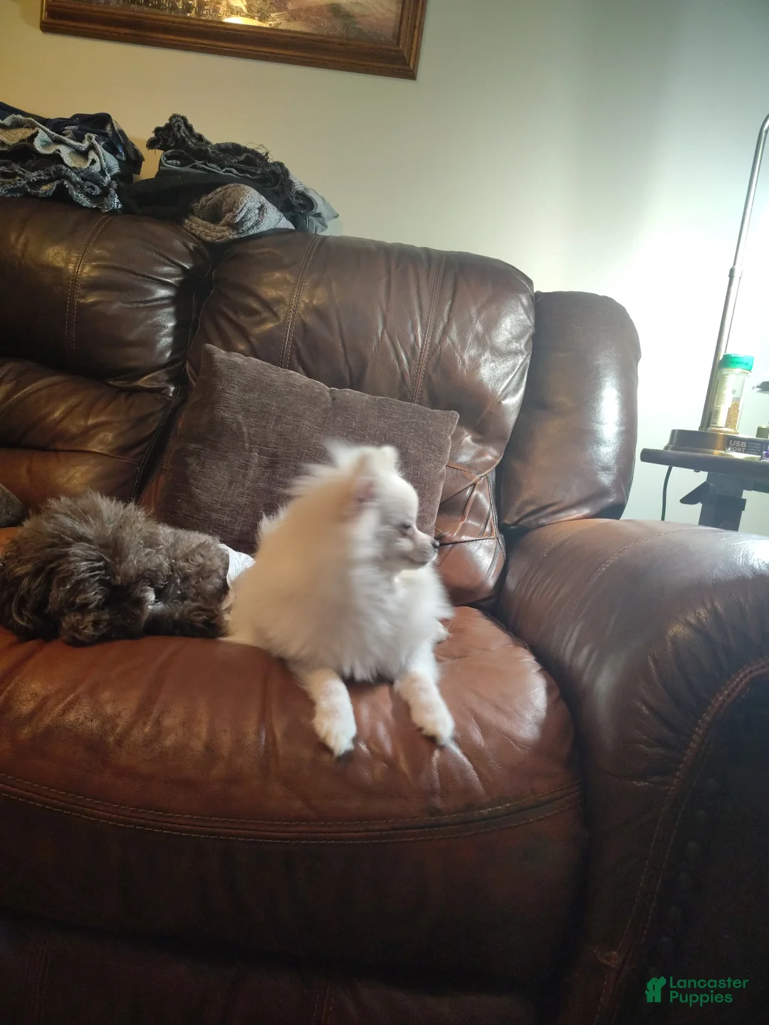 Pomeranian dogs for sale: Cecilia - Ad 8