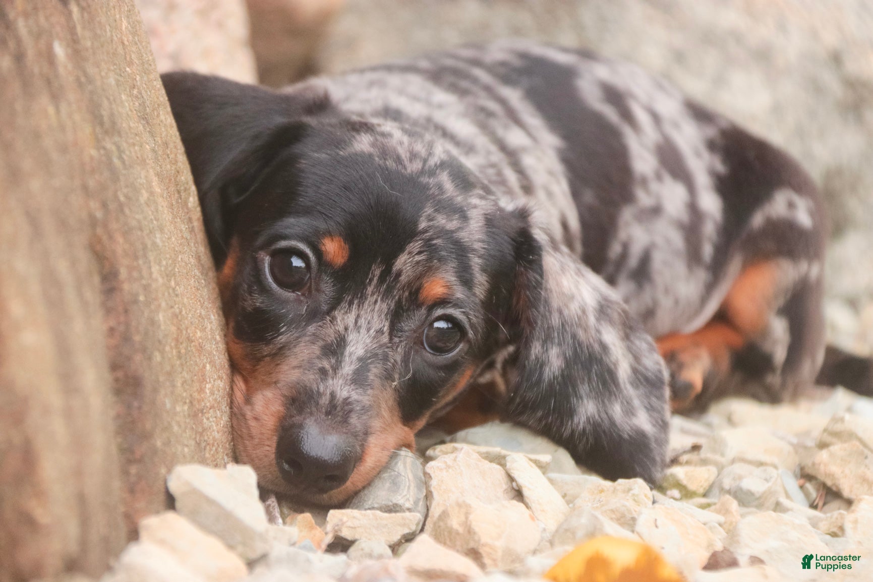 Miniature Dachshund dogs Garrett Miniature Dachshund  - Ad 2
