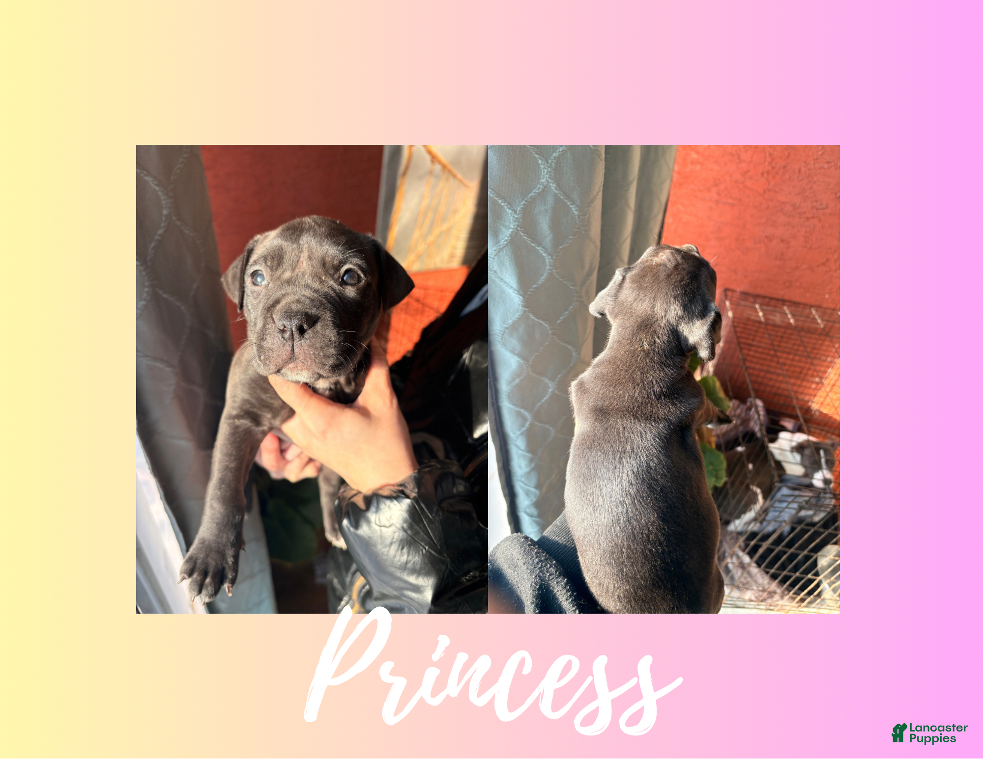 American Pit Bull Terrier dogs American Pit Bull Terrier Puppy 7 - Ad 16