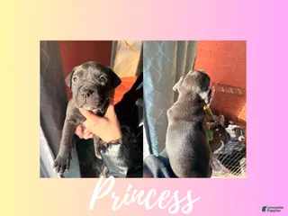 American Pit Bull Terrier dogs American Pit Bull Terrier Puppy 7 - Ad 15