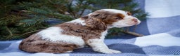 Cocker Spaniel dogs for sale: Pierre - Ad 7