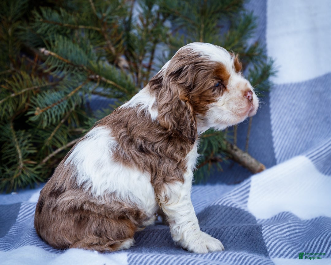 Cocker Spaniel dogs for sale: Pierre - Ad 7