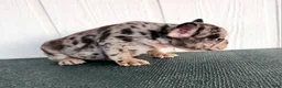 French Bulldog dogs for sale: Chadwick - Ad 4
