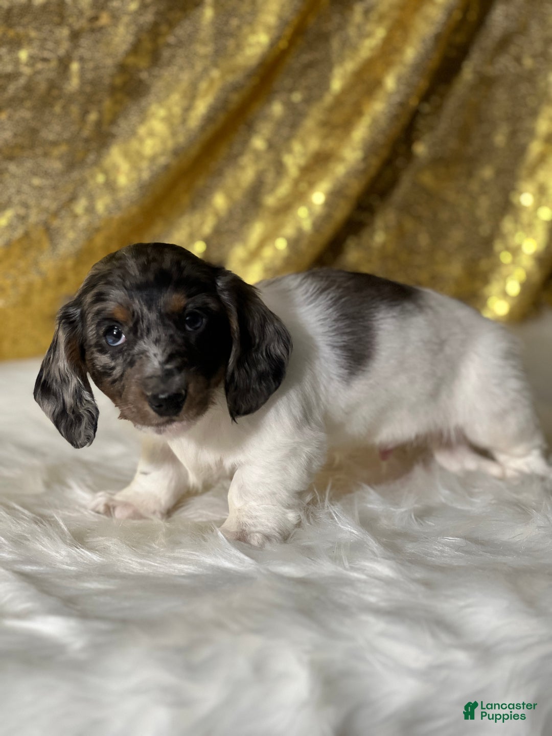 Dachshund dogs for sale: Trent - Ad 1