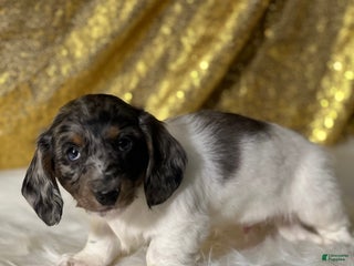 Dachshund dogs Trent - Ad 10