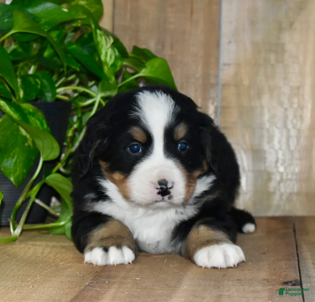Bernese Mountain Dog dogs for sale: Max - Ad 5