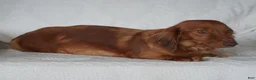 Miniature Dachshund dogs for sale: Hunter - Ad 6