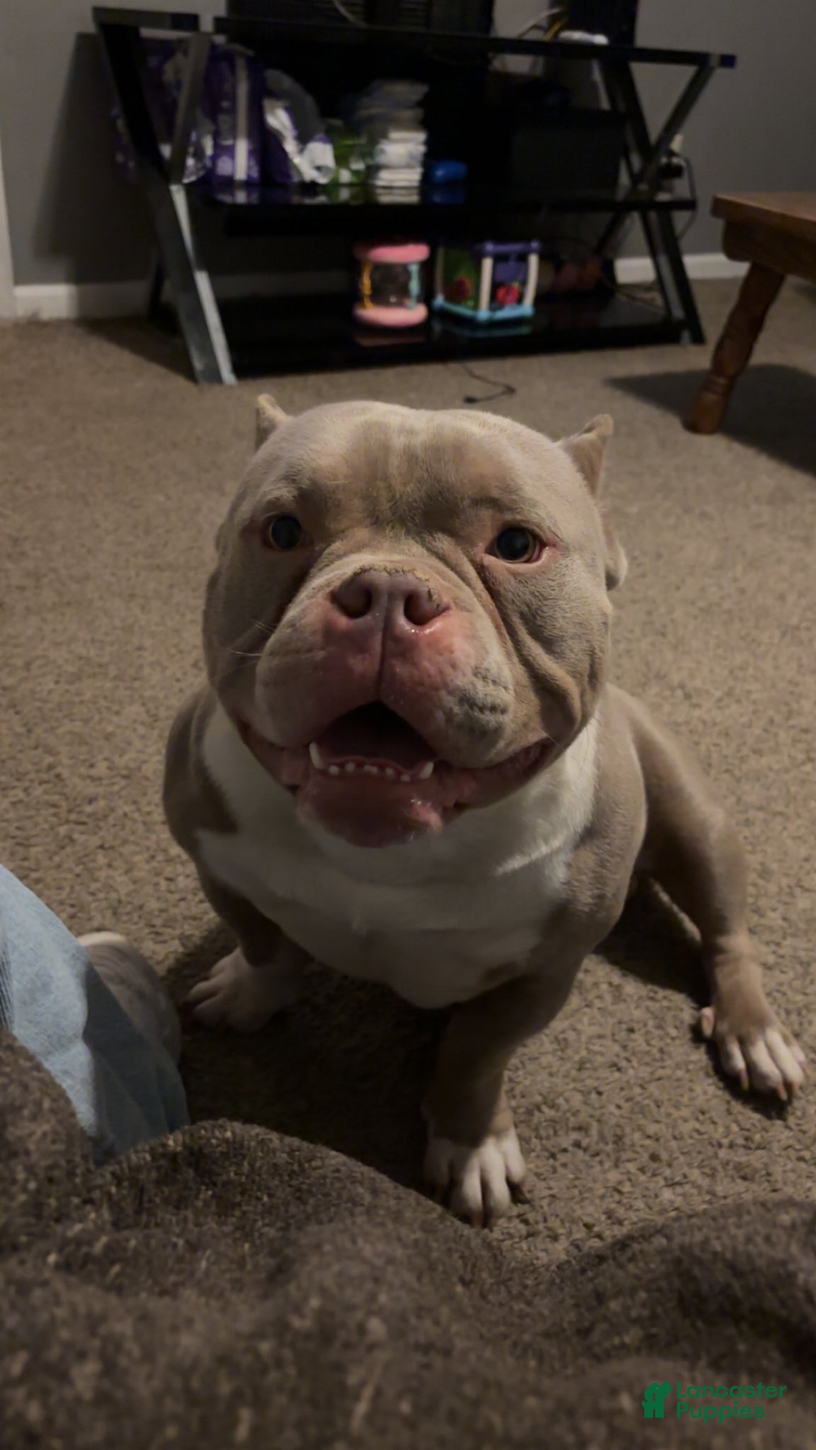 American Bully dogs American Bully Puppy 1 - Ad 38