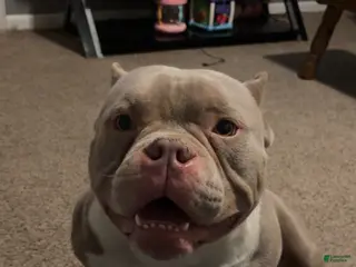 American Bully dogs American Bully Puppy 1 - Ad 38