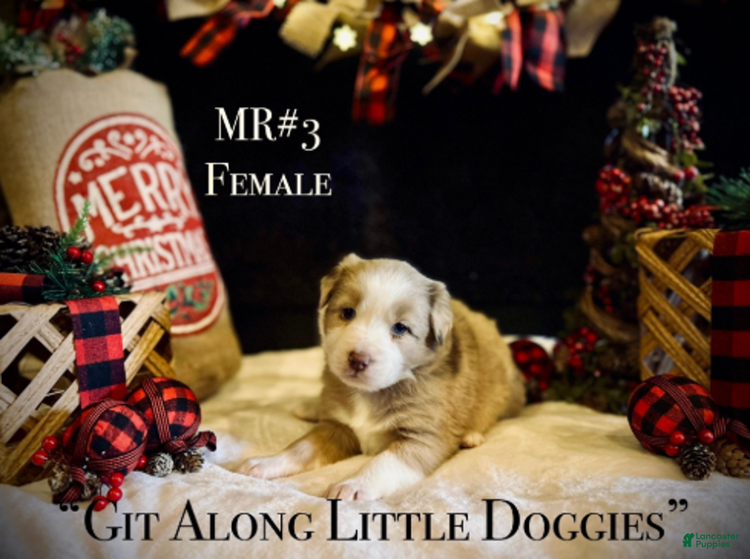 Australian Shepherd dogs for sale: MR#3 - Ad 1