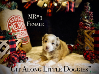 Australian Shepherd dogs MR#3 - Ad 15