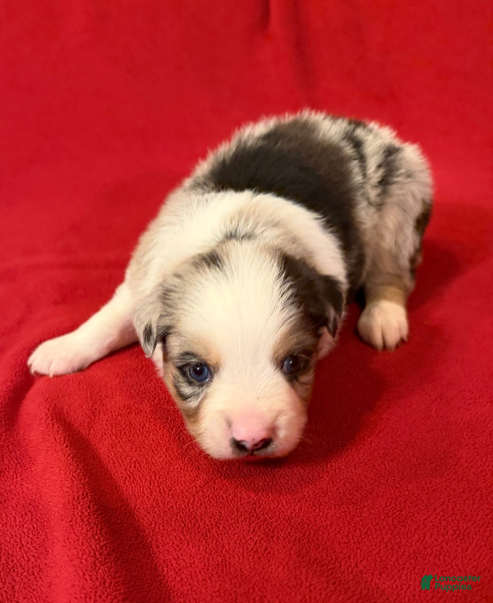 Miniature Australian Shepherd dogs Boy 2 - Ad 2