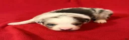 Miniature Australian Shepherd dogs for sale: Boy 2 - Ad 1