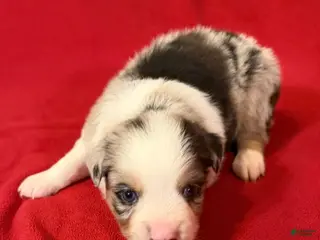 Miniature Australian Shepherd dogs Boy 2 - Ad 2