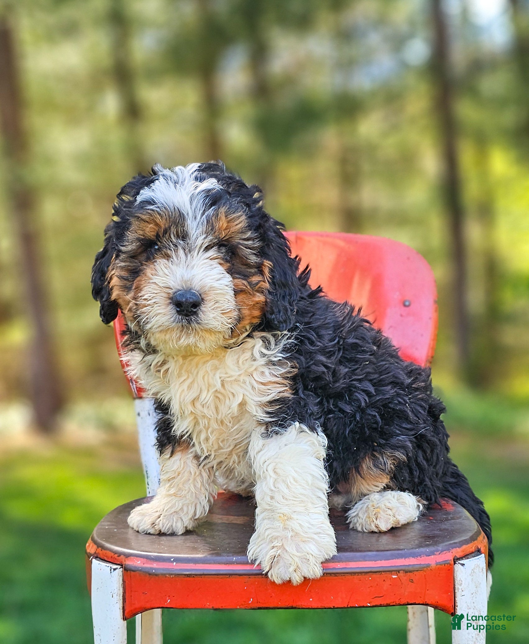 Mini Bernedoodle dogs Ranger - Ad 2