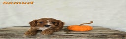 Cavapoo dogs for sale: Samuel - Ad 1