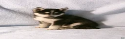 Pomsky dogs for sale: Bowser - Ad 3