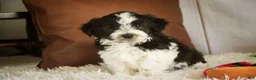 Havanese dogs for sale: Levi - Ad 1