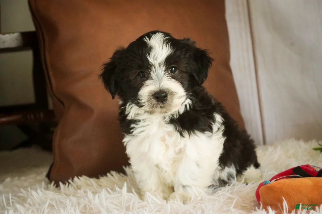 Havanese dogs for sale: Levi - Ad 1