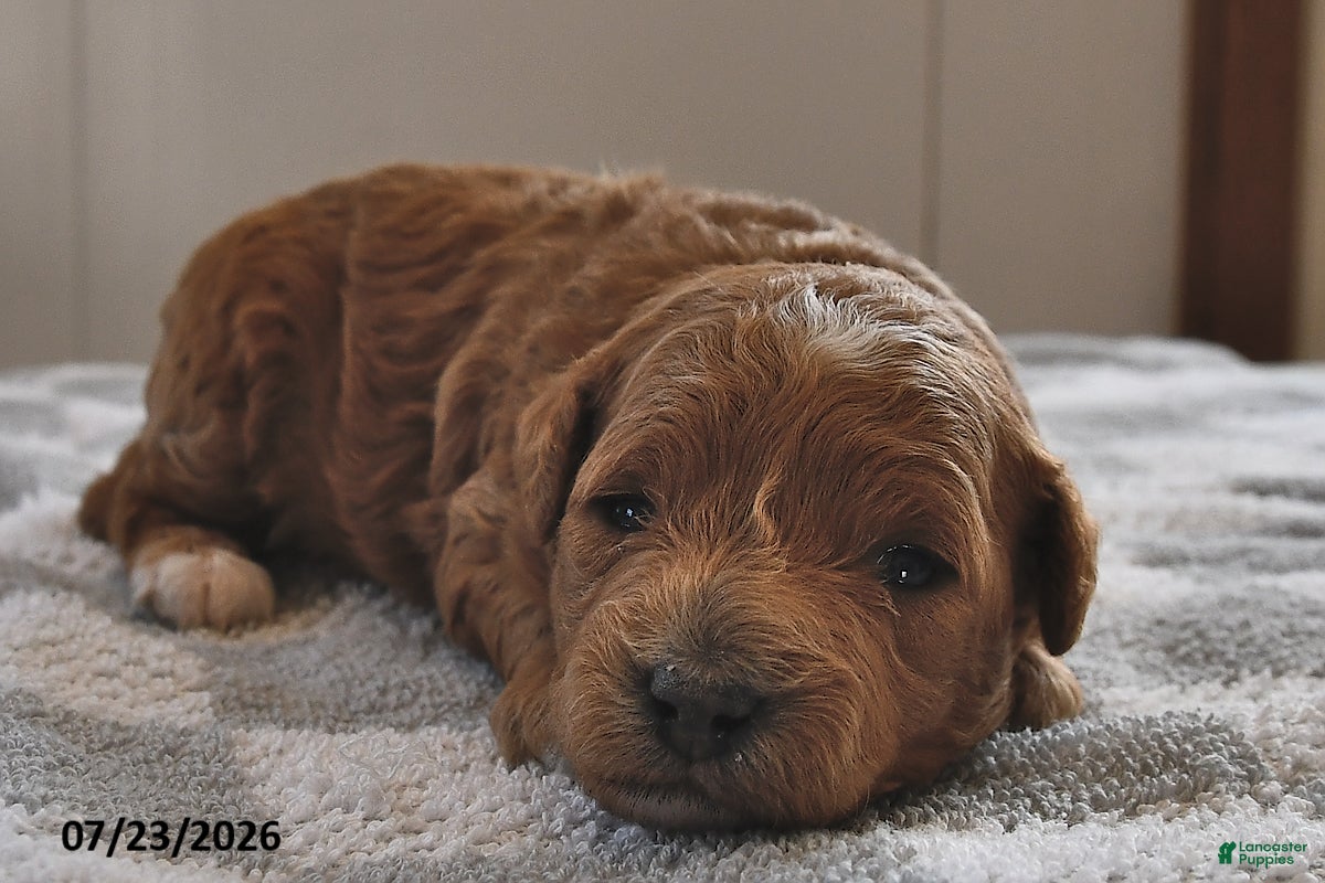 Mini Goldendoodle dogs Ollie - Ad 2