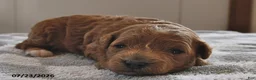 Mini Goldendoodle dogs for sale: Ollie - Ad 2