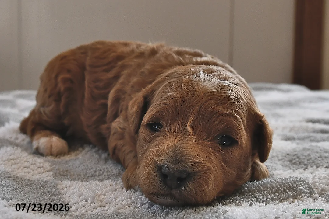 Mini Goldendoodle dogs for sale: Ollie - Ad 2