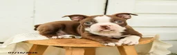 Boston Terrier dogs for sale: Carter - Ad 3