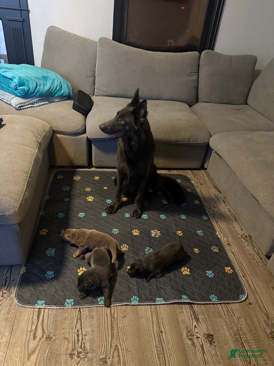 German Shepherd dogs for sale: Candy - Ad 7