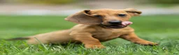 Miniature Dachshund dogs for sale: Mikey Miniature Dachshund  - Ad 8