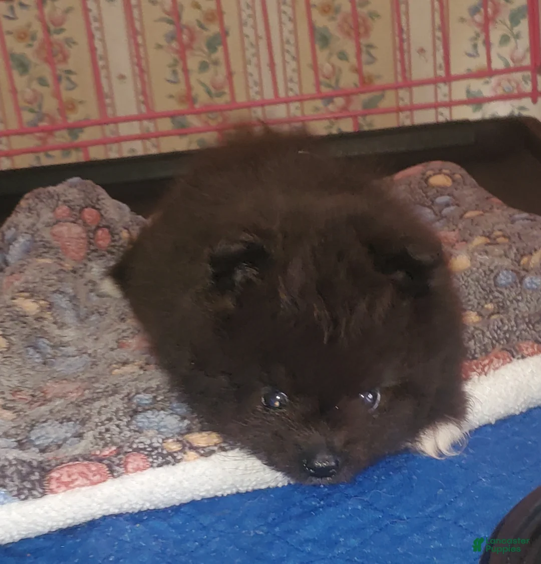 Pomeranian dogs for sale: Sir - Ad 1