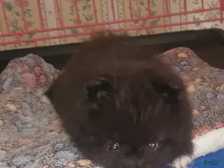 Pomeranian dogs Sir - Ad 39