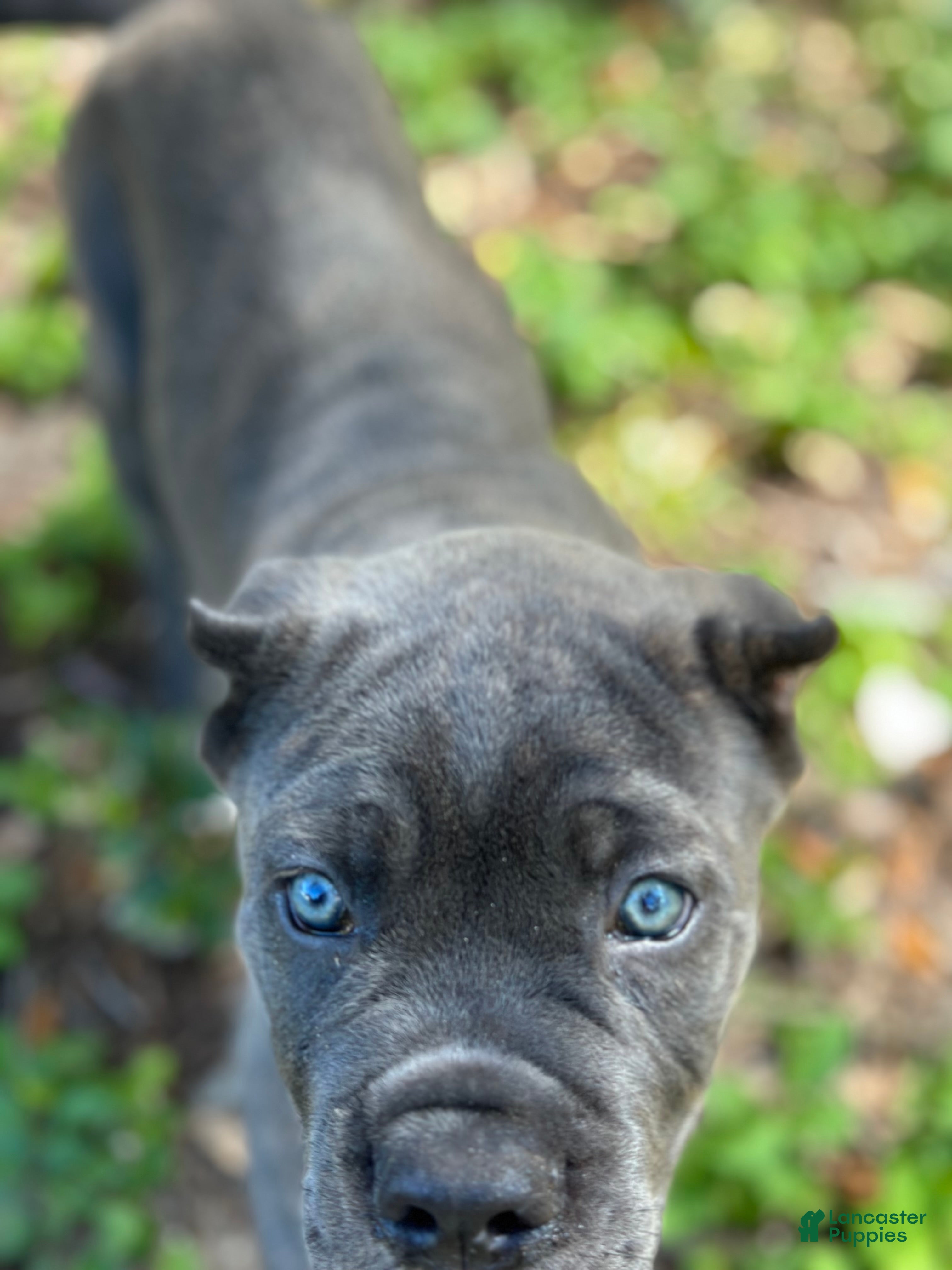 Cane Corso dogs Monte Carlo  - Ad 1