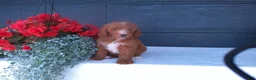 Goldendoodle dogs for sale: Buddy  - Ad 6