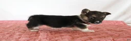Welsh Corgi Pembroke dogs for sale: Haven - Ad 2