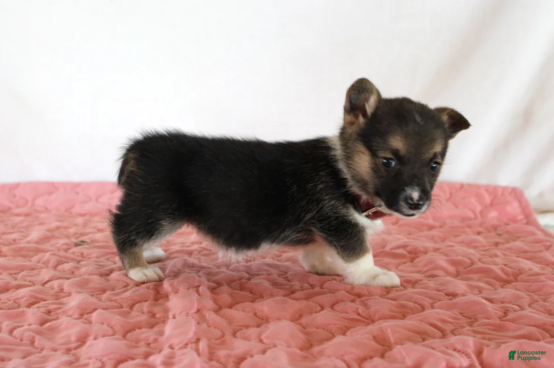 Welsh Corgi Pembroke dogs for sale: Haven - Ad 2