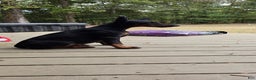 Doberman Pinscher dogs for sale: Bella - Ad 4