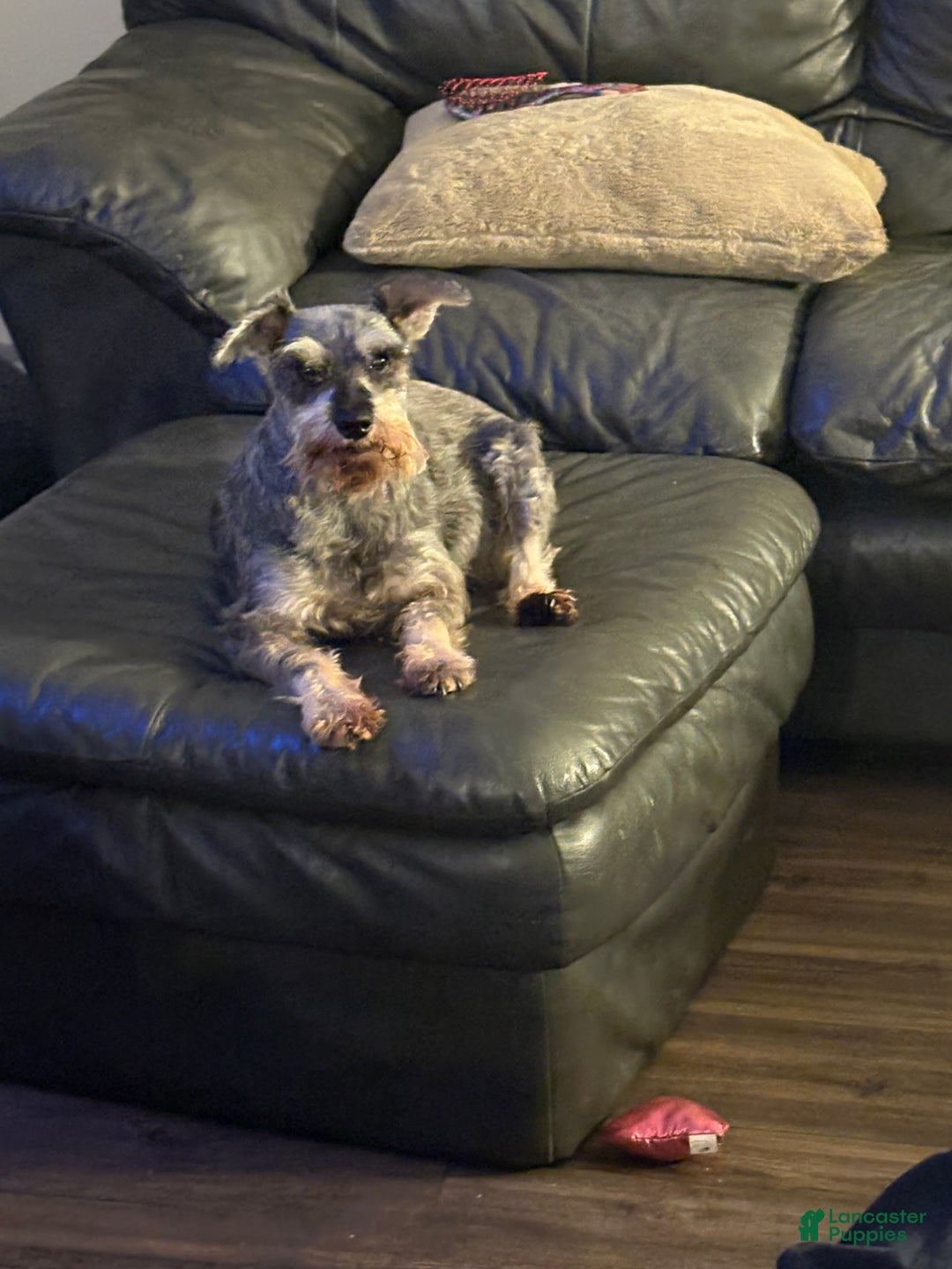 Miniature Schnauzer dogs for sale: Pepe - Ad 3