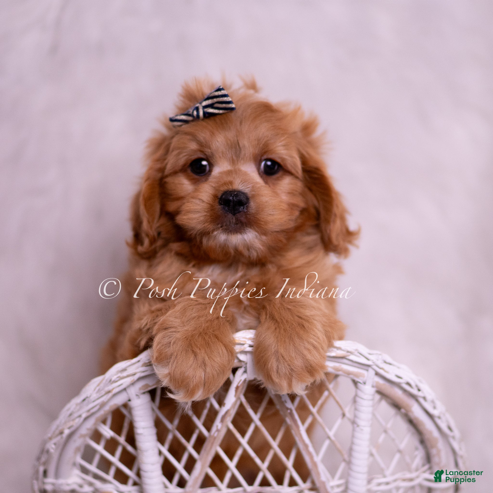 Cavapoo dogs Victor - Ad 26