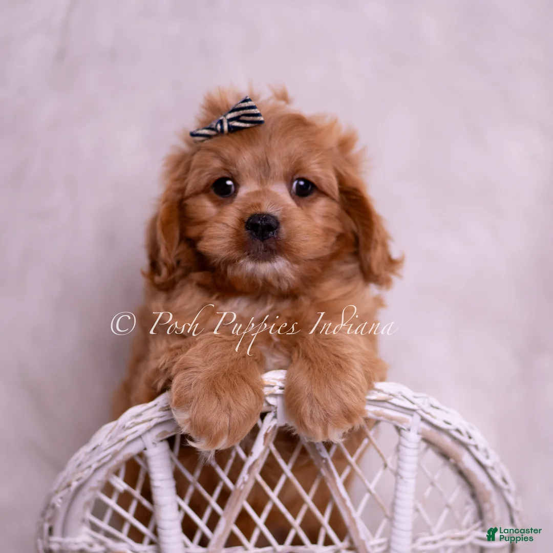 Cavapoo dogs for sale: Victor - Ad 1