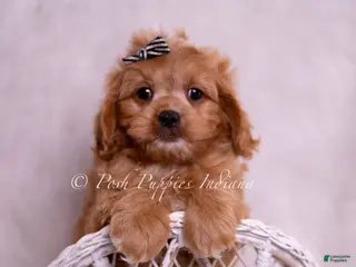 Cavapoo dogs Victor - Ad 26