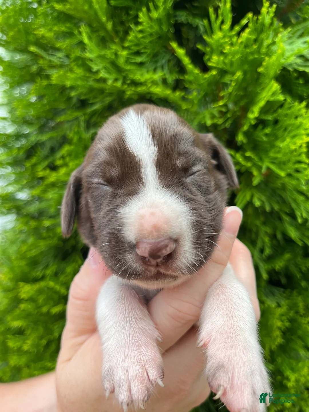 German Shorthaired Pointer dogs for sale: German Shorthaired Pointer (MALE D) - Ad 2